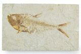 Detailed Fossil Fish (Diplomystus) - Wyoming #357675-1